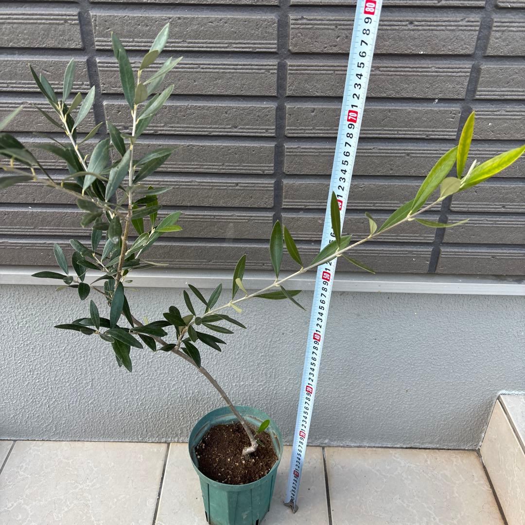 希少品種　オリーブ　アザパ　苗木　80センチ