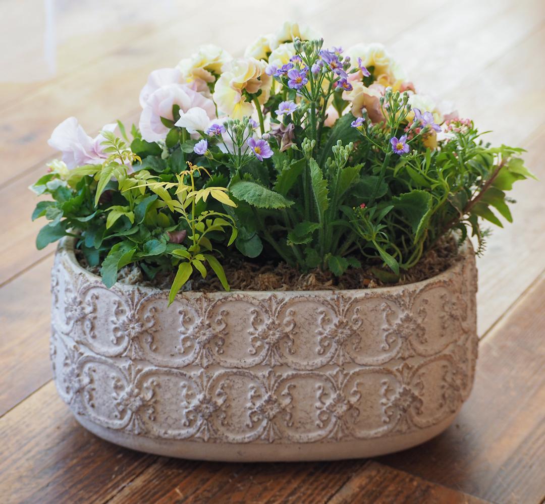 アチュードのキュートで可憐な寄せ植え