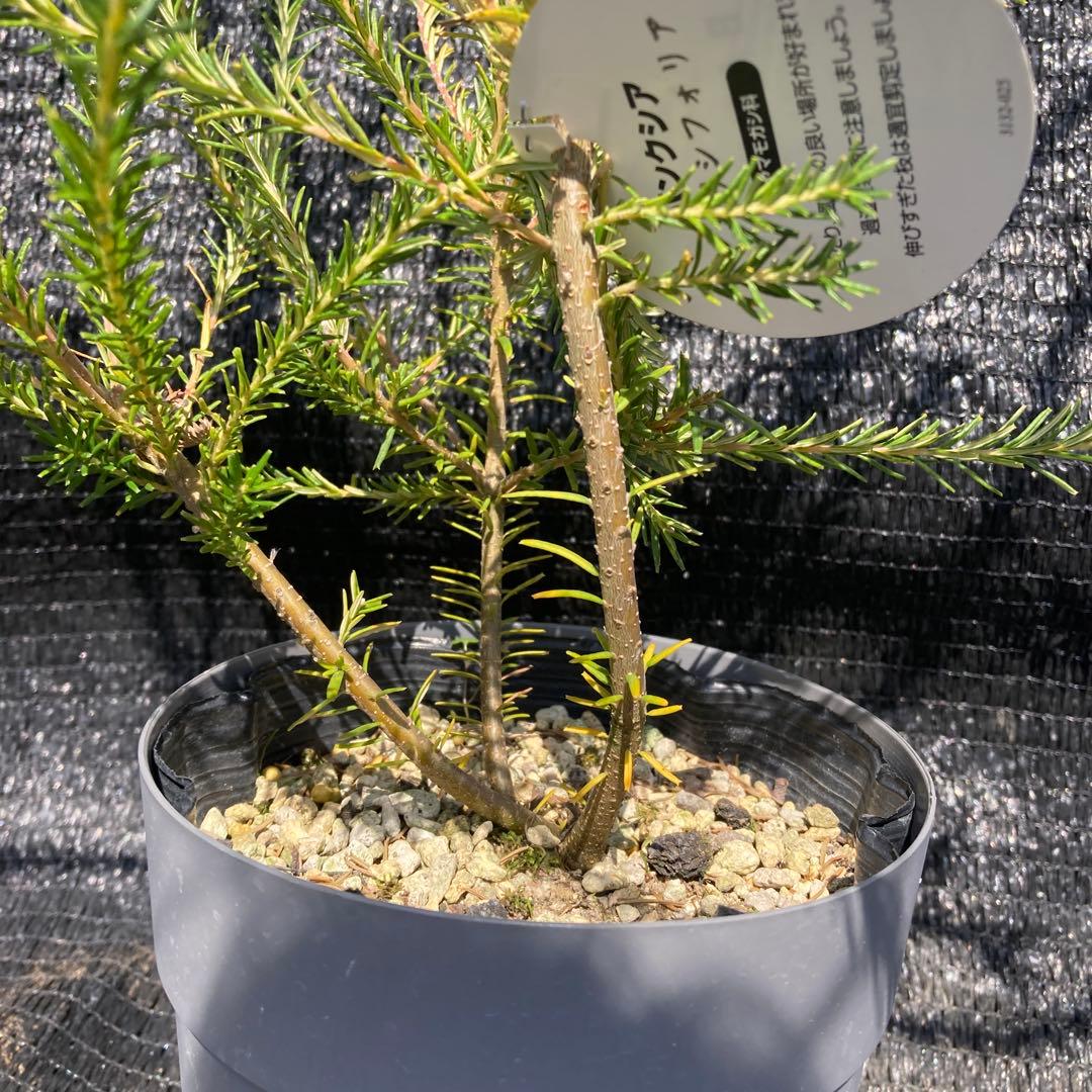 ①*:ஐ人気が高い！ブラシの様な花*:ஐバンクシア・苗木【エリシフォリア】5号