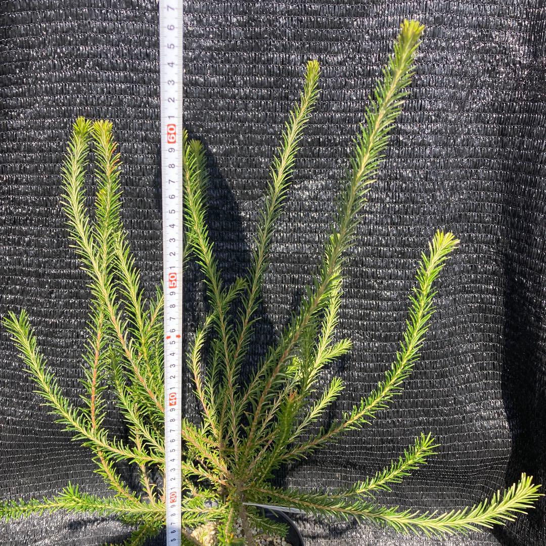①*:ஐ人気が高い！ブラシの様な花*:ஐバンクシア・苗木【エリシフォリア】5号
