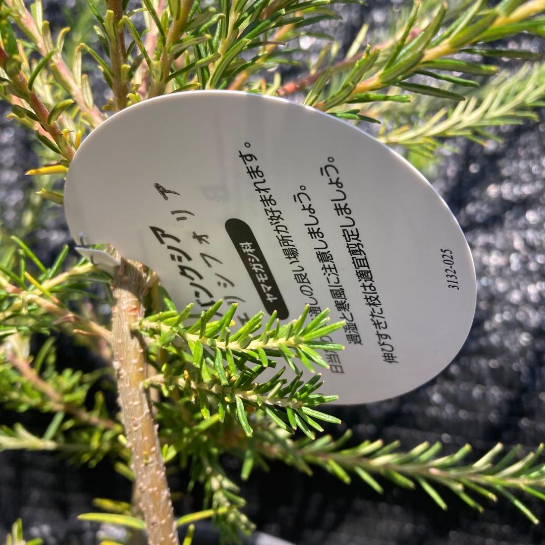 ①*:ஐ人気が高い！ブラシの様な花*:ஐバンクシア・苗木【エリシフォリア】5号