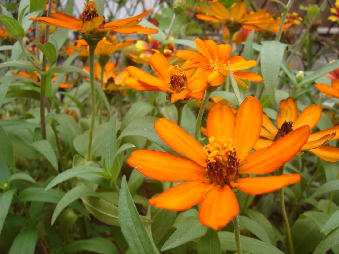 実写美⭕️【動作確認済】SONY Cyber-shot DSC-T7 シルバー