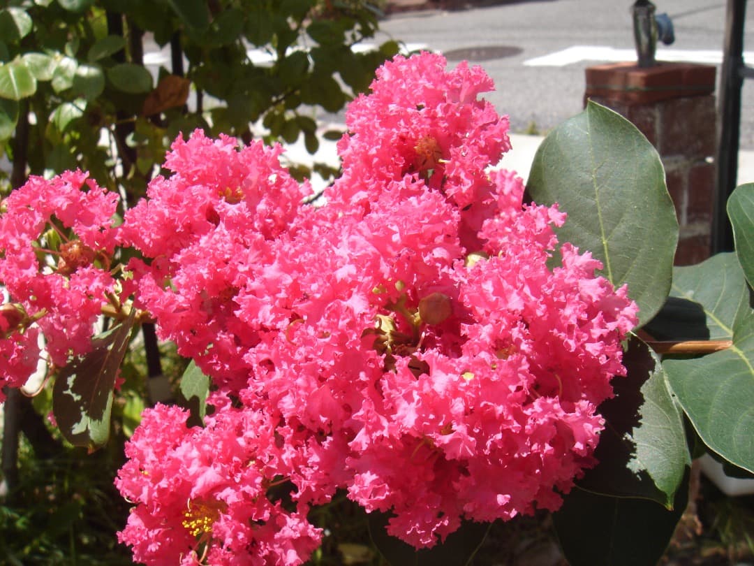 実写美⭕️【動作確認済】SONY Cyber-shot DSC-T7 シルバー