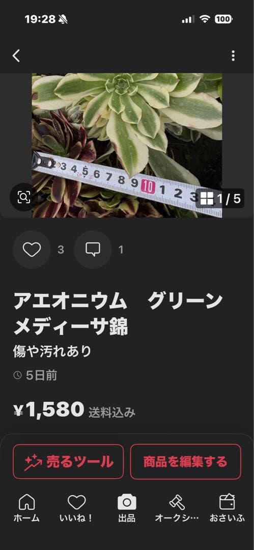 アエオニウム　4点aeonium☆Princess