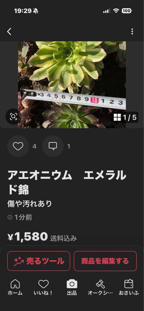 アエオニウム　4点aeonium☆Princess