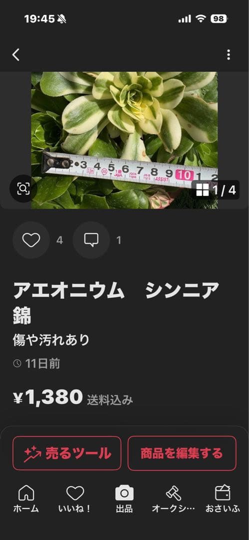 アエオニウム　4点aeonium☆Princess