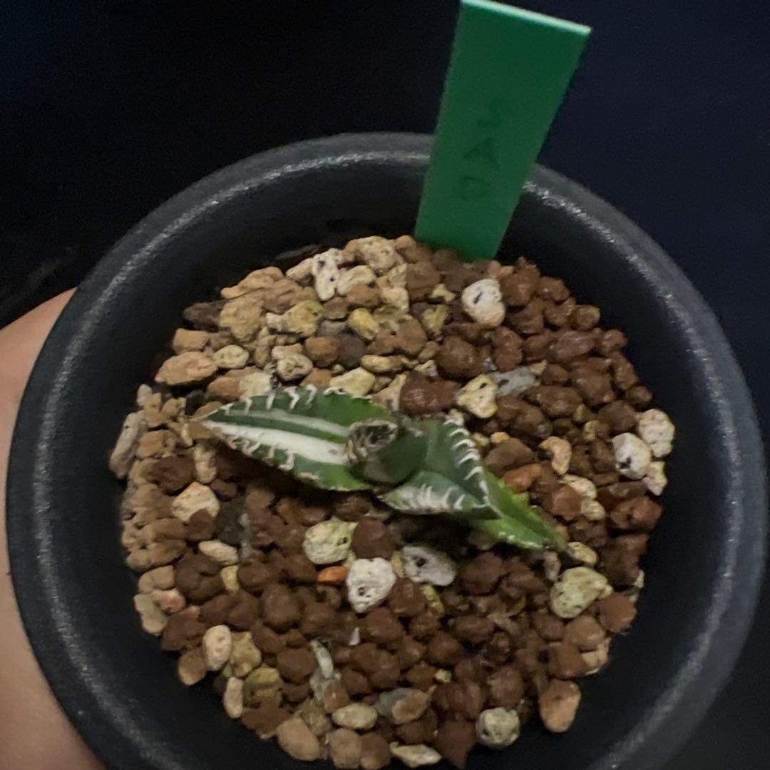 SALE‼️アガベ　チタノタ　SAD斑入り‼️8398-1000