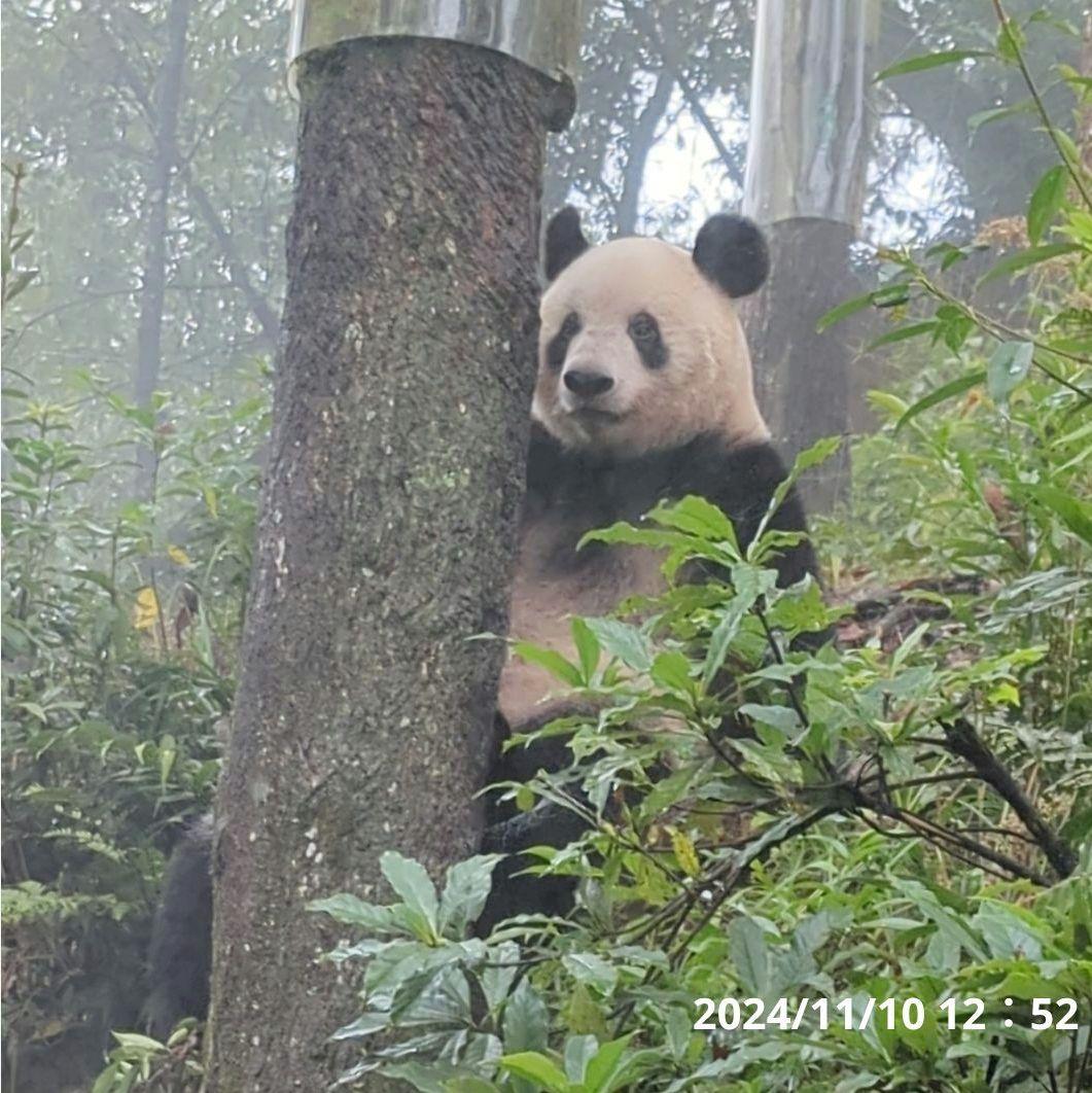 お詫び【10/9発売に変更】おかし配りまつ♡天使のハート♡のおばけシャン♡
