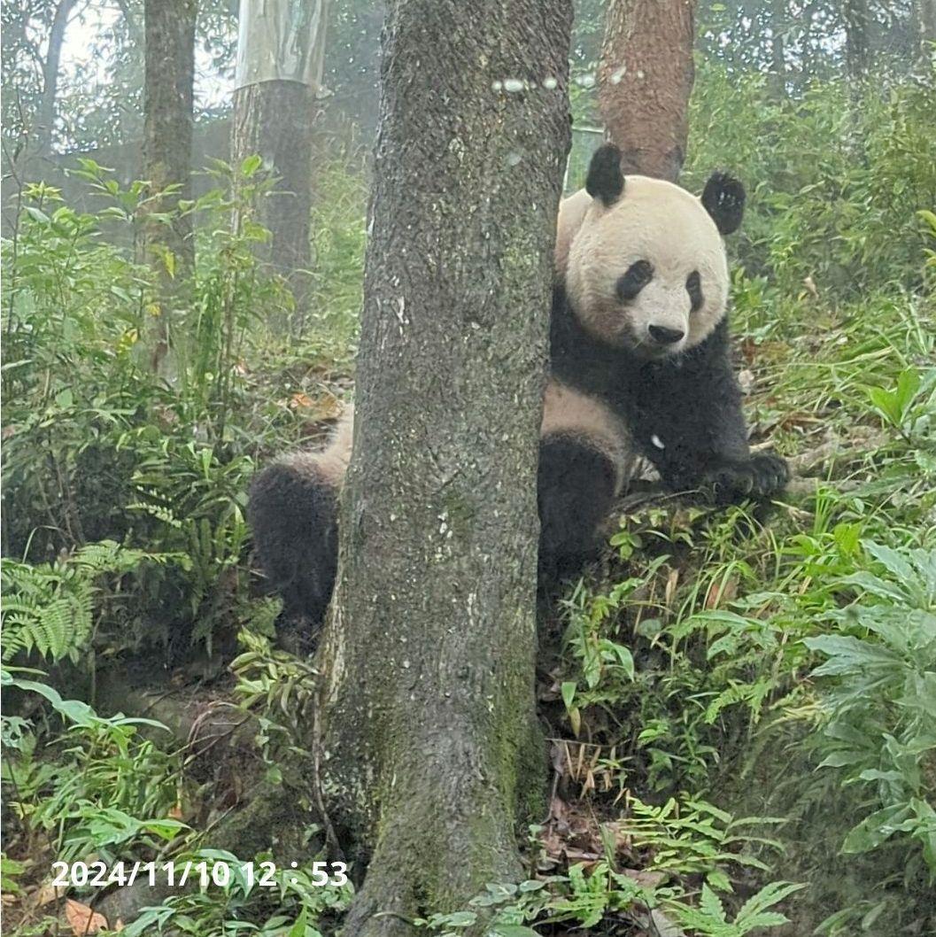お詫び【10/9発売に変更】おかし配りまつ♡天使のハート♡のおばけシャン♡
