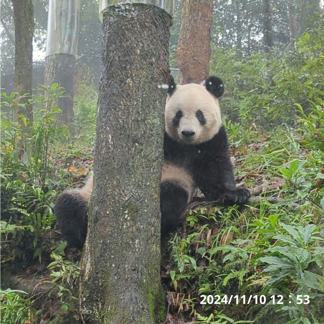お詫び【10/9発売に変更】おかし配りまつ♡天使のハート♡のおばけシャン♡