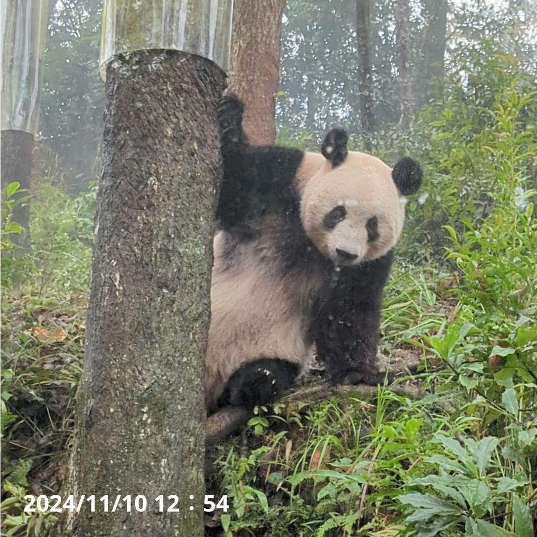 お詫び【10/9発売に変更】おかし配りまつ♡天使のハート♡のおばけシャン♡