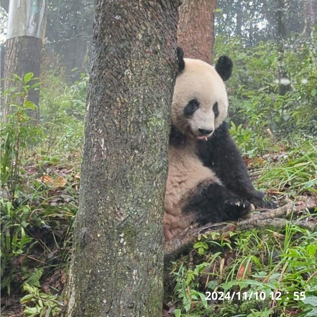 お詫び【10/9発売に変更】おかし配りまつ♡天使のハート♡のおばけシャン♡