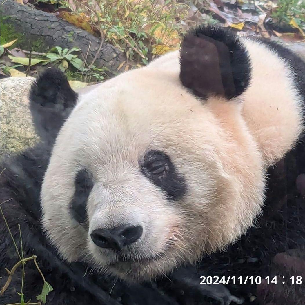 お詫び【10/9発売に変更】おかし配りまつ♡天使のハート♡のおばけシャン♡