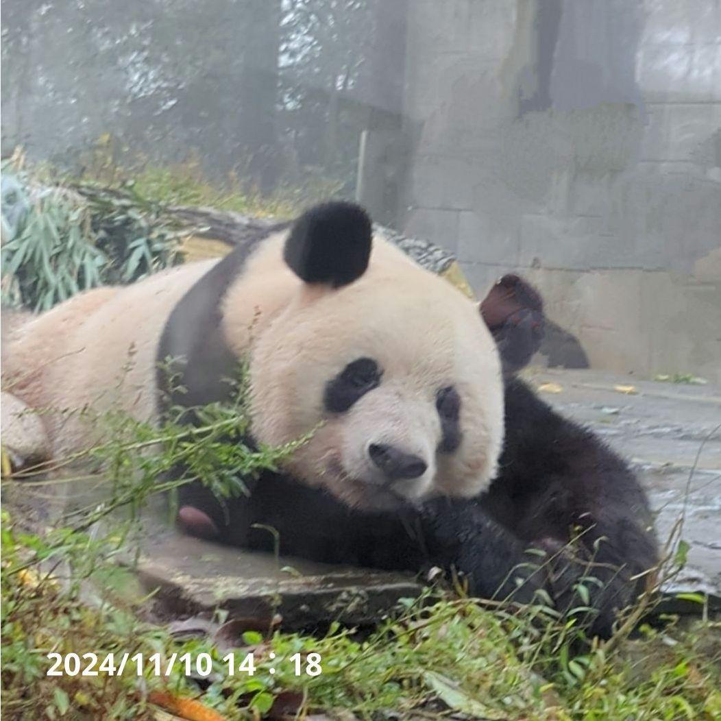 お詫び【10/9発売に変更】おかし配りまつ♡天使のハート♡のおばけシャン♡