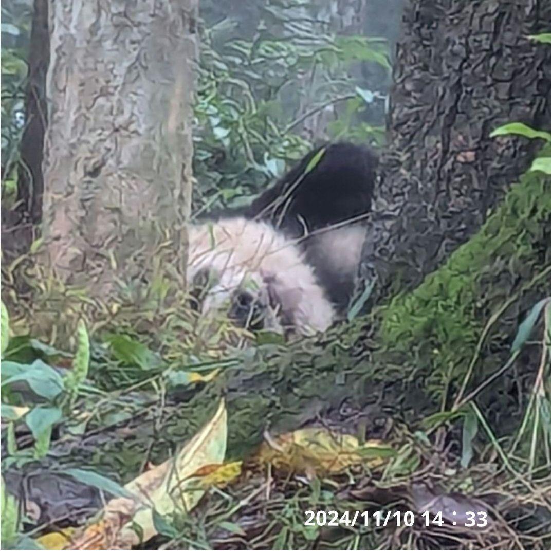 お詫び【10/9発売に変更】おかし配りまつ♡天使のハート♡のおばけシャン♡