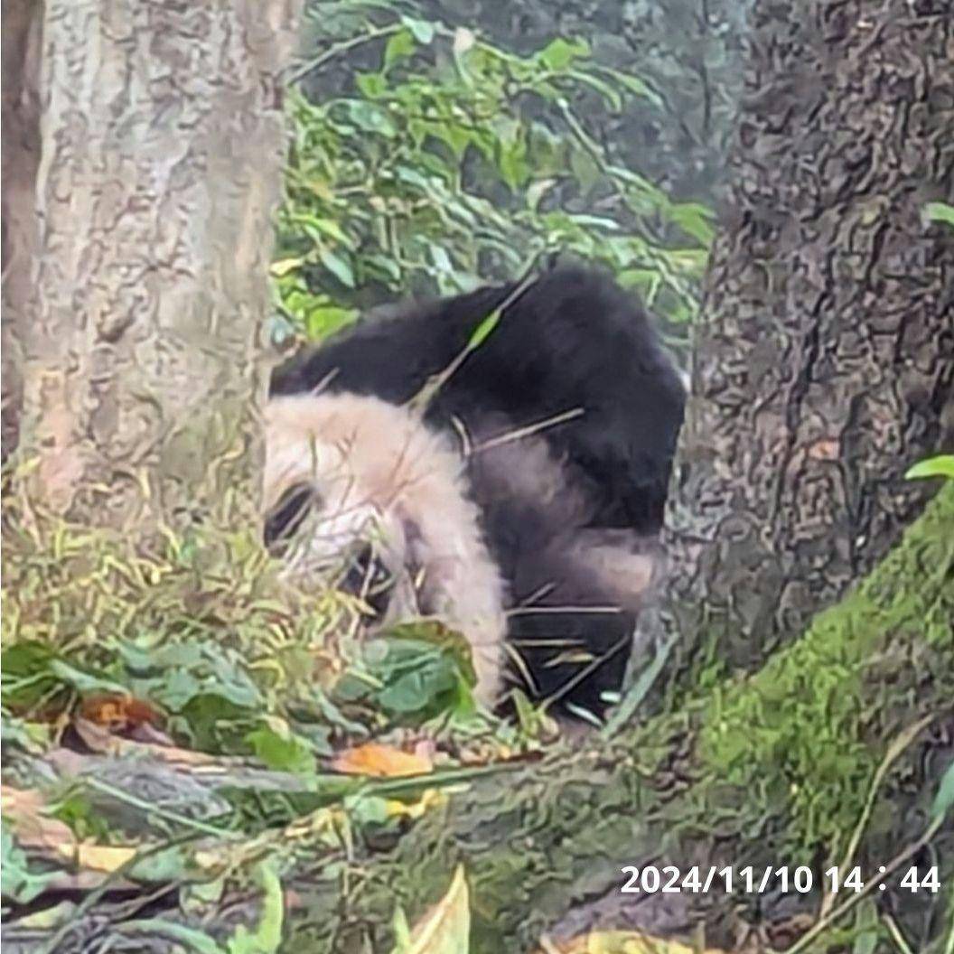お詫び【10/9発売に変更】おかし配りまつ♡天使のハート♡のおばけシャン♡