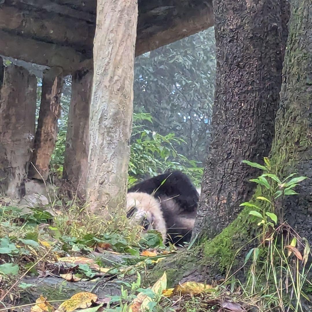 お詫び【10/9発売に変更】おかし配りまつ♡天使のハート♡のおばけシャン♡