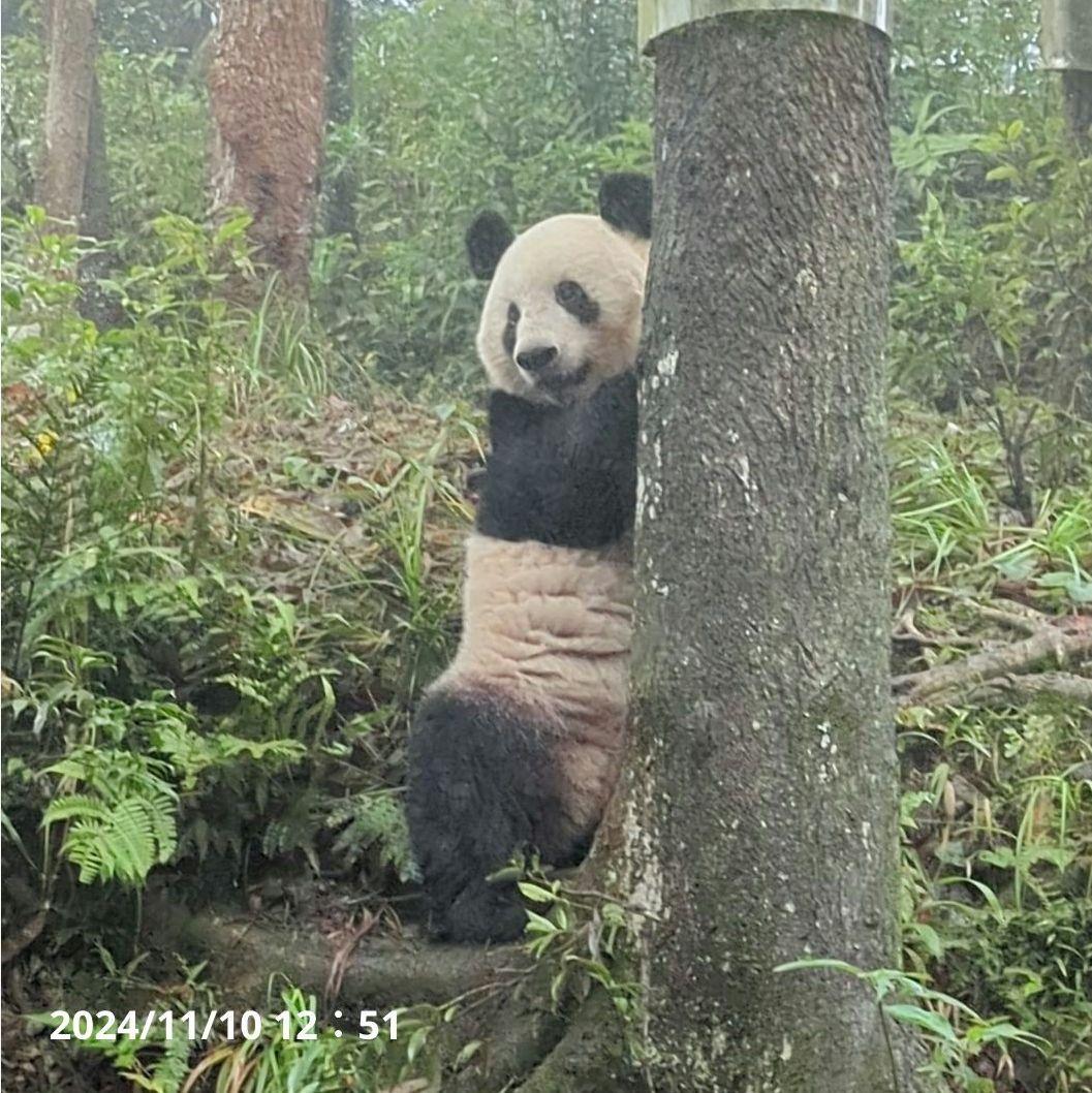 お詫び【10/9発売に変更】おかし配りまつ♡天使のハート♡のおばけシャン♡