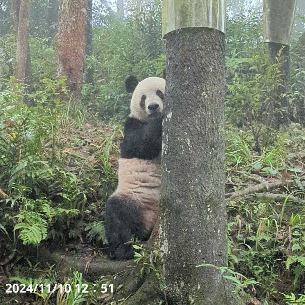 お詫び【10/9発売に変更】おかし配りまつ♡天使のハート♡のおばけシャン♡