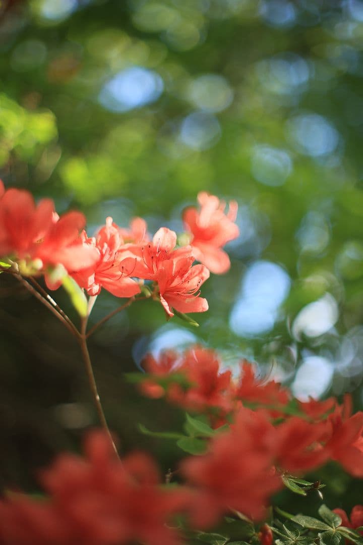 《希少》YASHICA AUTO YASHINON DS-M 50mm F1.4