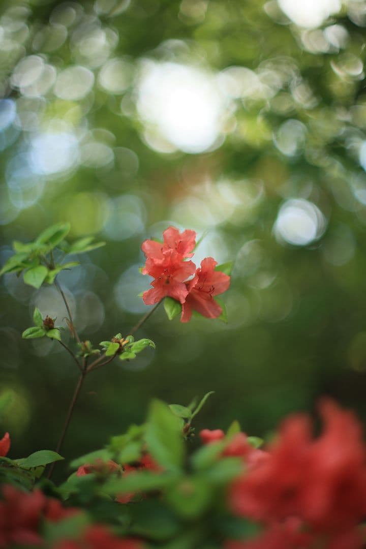 《希少》YASHICA AUTO YASHINON DS-M 50mm F1.4