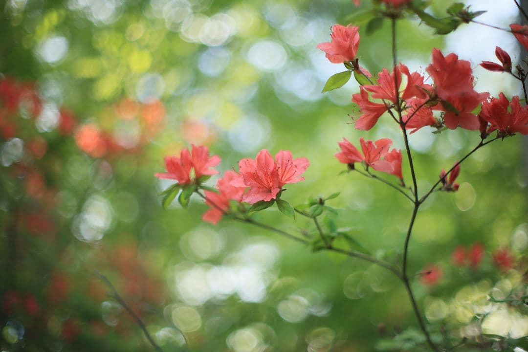 《希少》YASHICA AUTO YASHINON DS-M 50mm F1.4