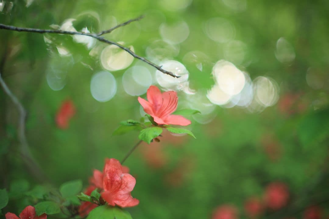《希少》YASHICA AUTO YASHINON DS-M 50mm F1.4