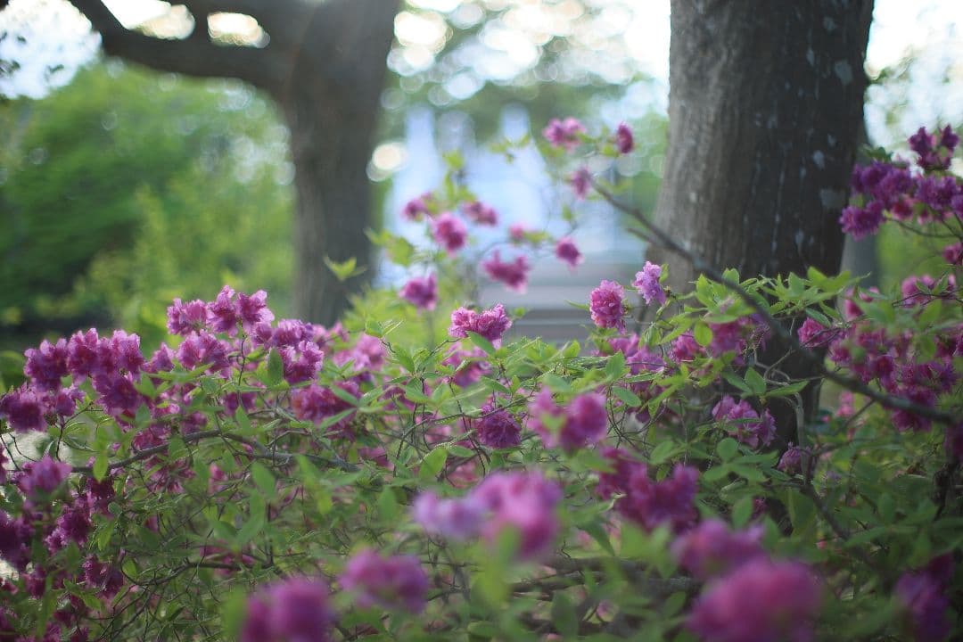 《希少》YASHICA AUTO YASHINON DS-M 50mm F1.4