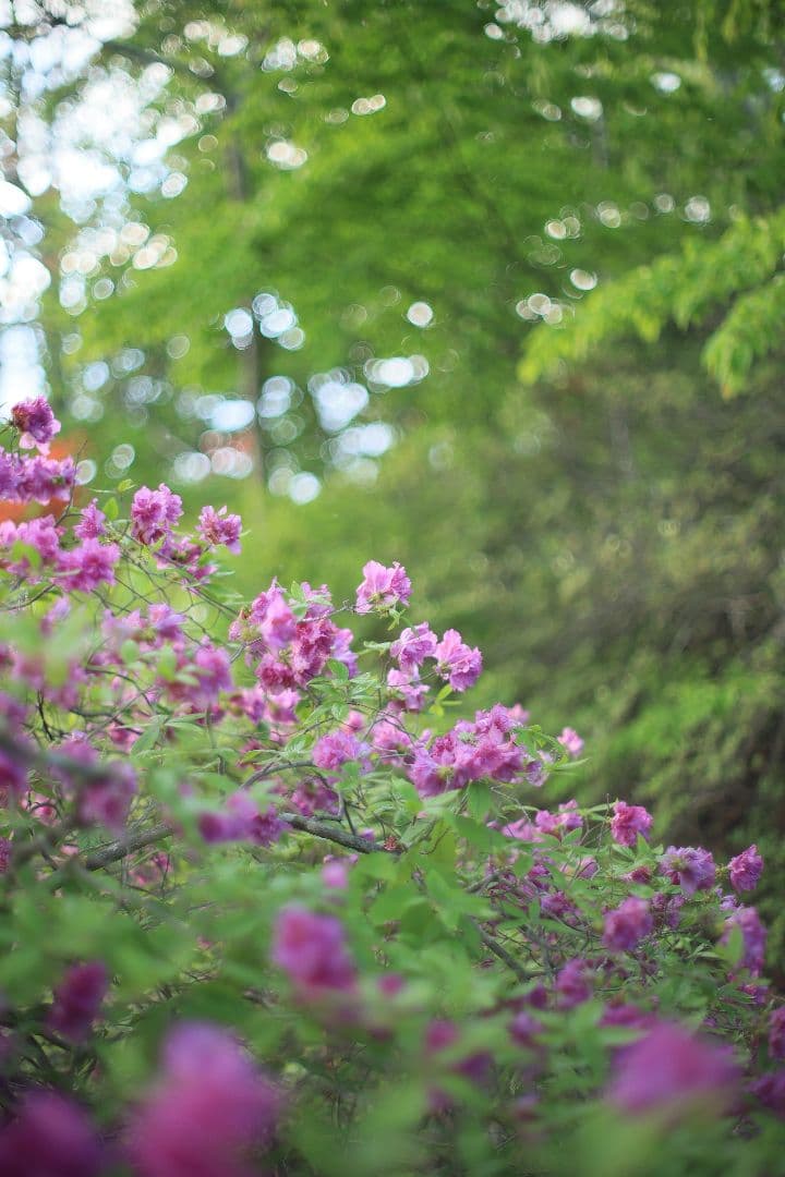 《希少》YASHICA AUTO YASHINON DS-M 50mm F1.4