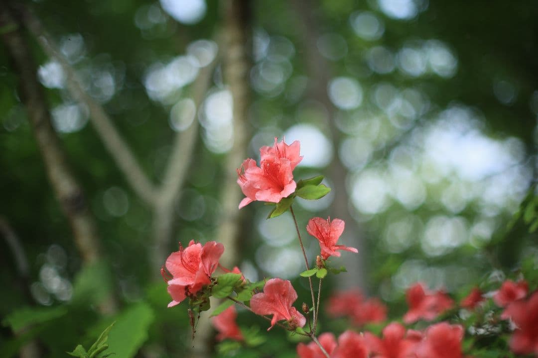 《希少》YASHICA AUTO YASHINON DS-M 50mm F1.4
