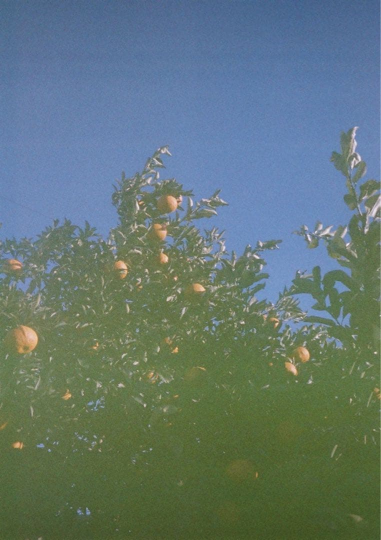 【動作確認・清掃済み＊試写あり】OLYMPUS PEN-EE