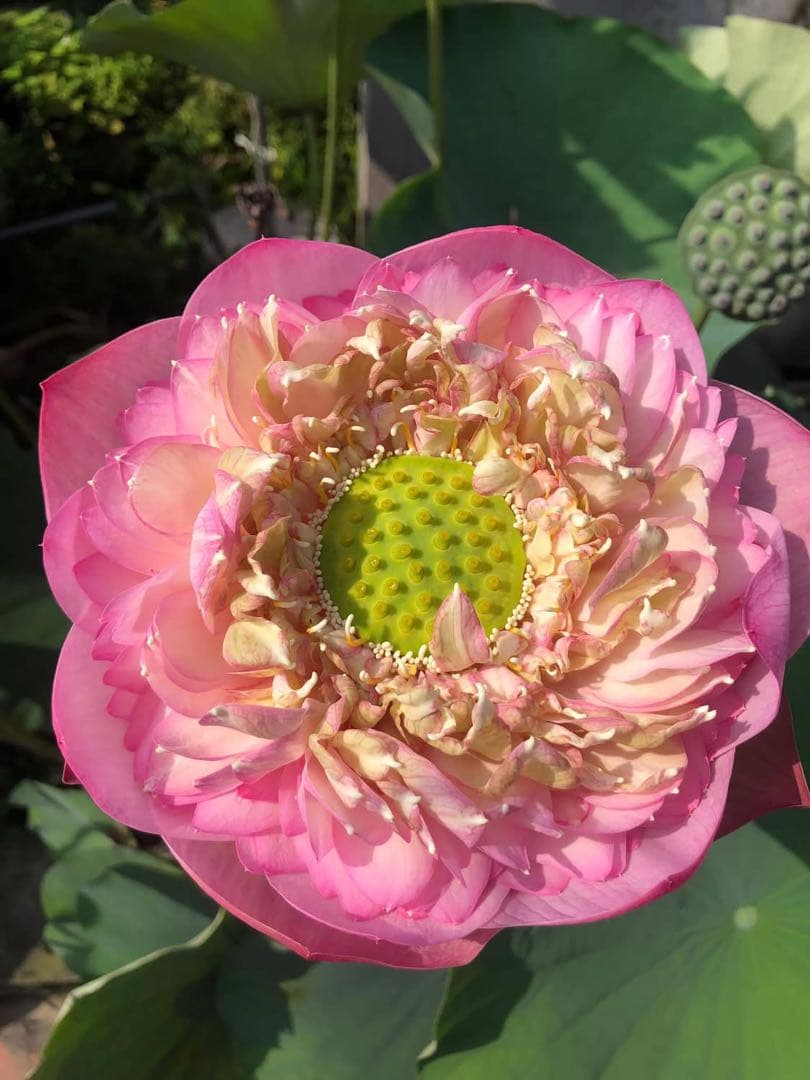 花蓮苗　蓮根