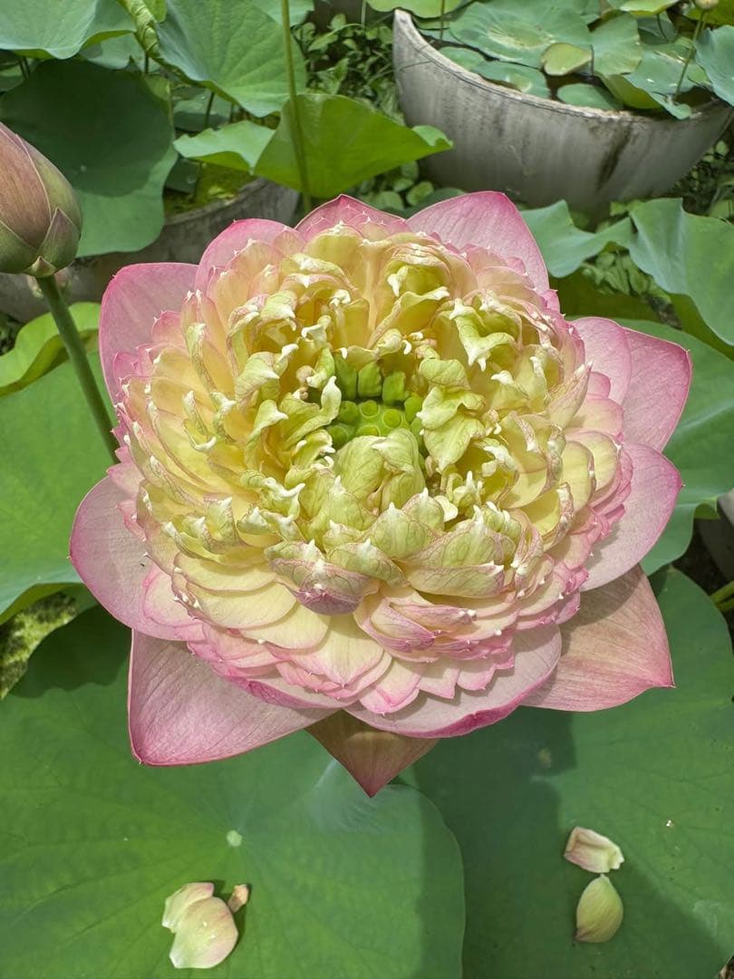 花蓮苗　蓮根