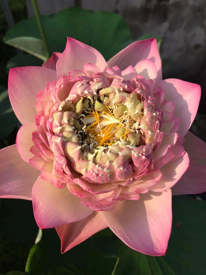 花蓮苗　蓮根
