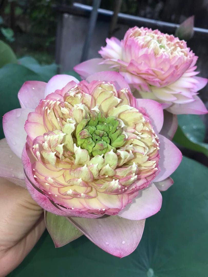 花蓮苗　蓮根