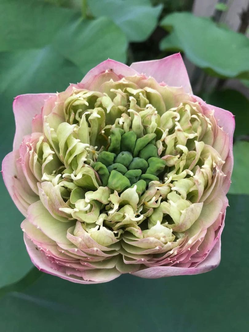 花蓮苗　蓮根