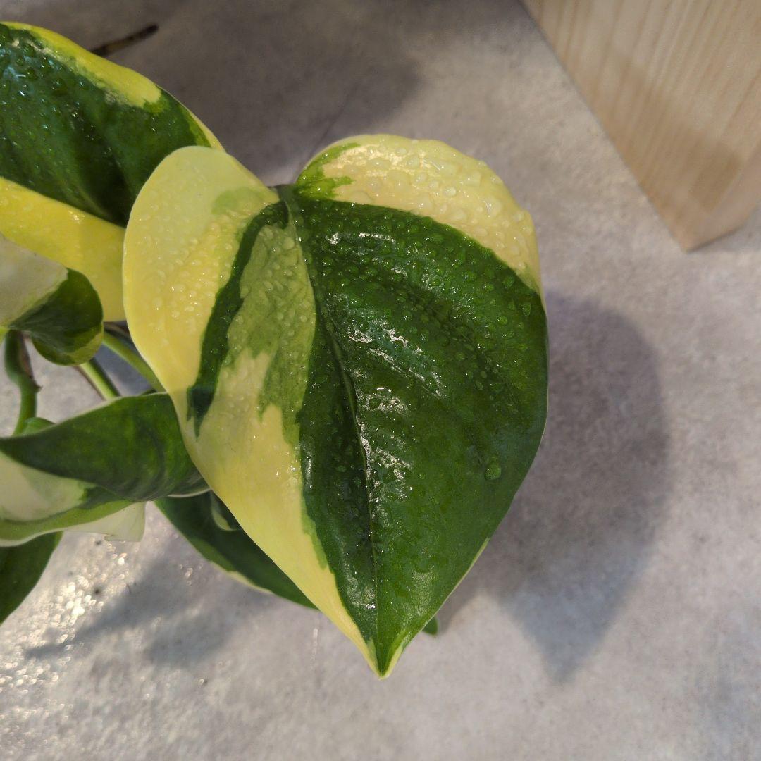 ポトス　AWドリーム③