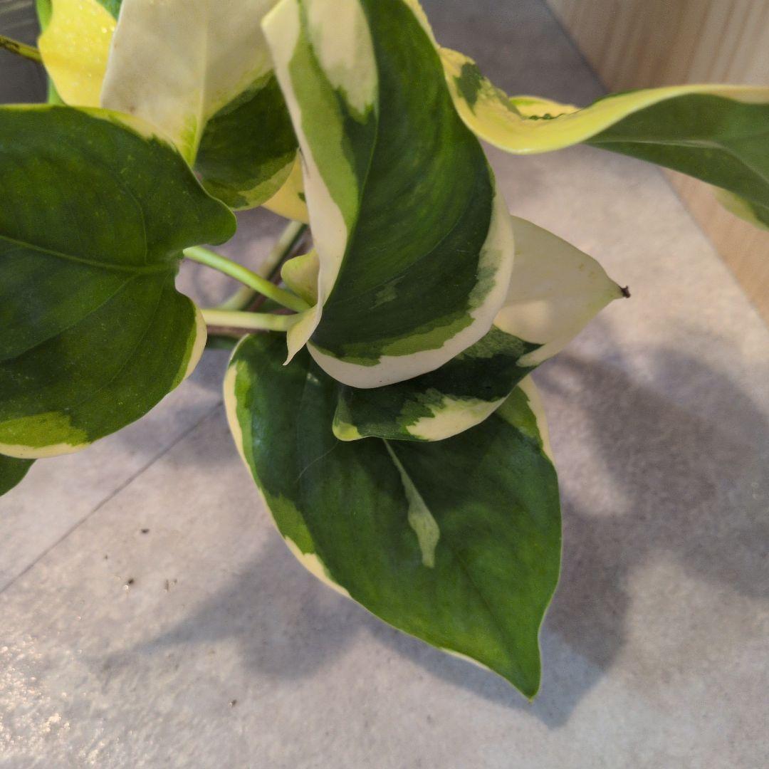 ポトス　AWドリーム③