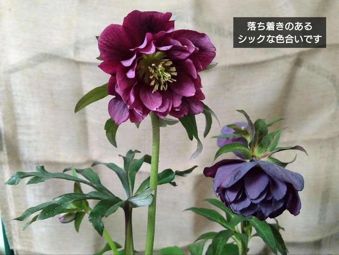 最終値引☆２苗set☆広瀬園芸　クリスマスローズ　落ち着きのある上品な色合い