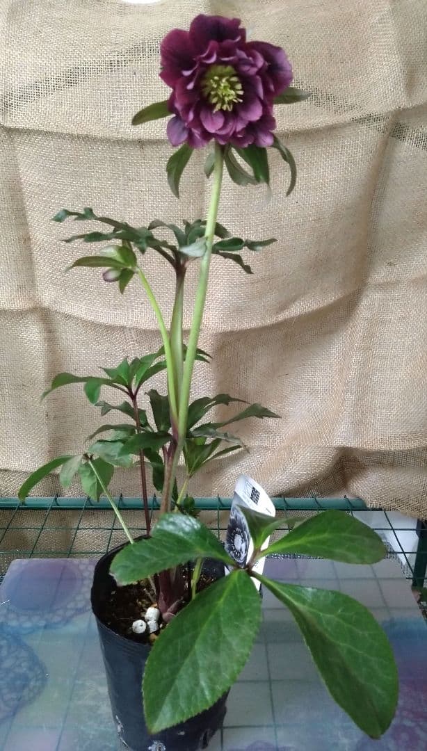 最終値引☆２苗set☆広瀬園芸　クリスマスローズ　落ち着きのある上品な色合い