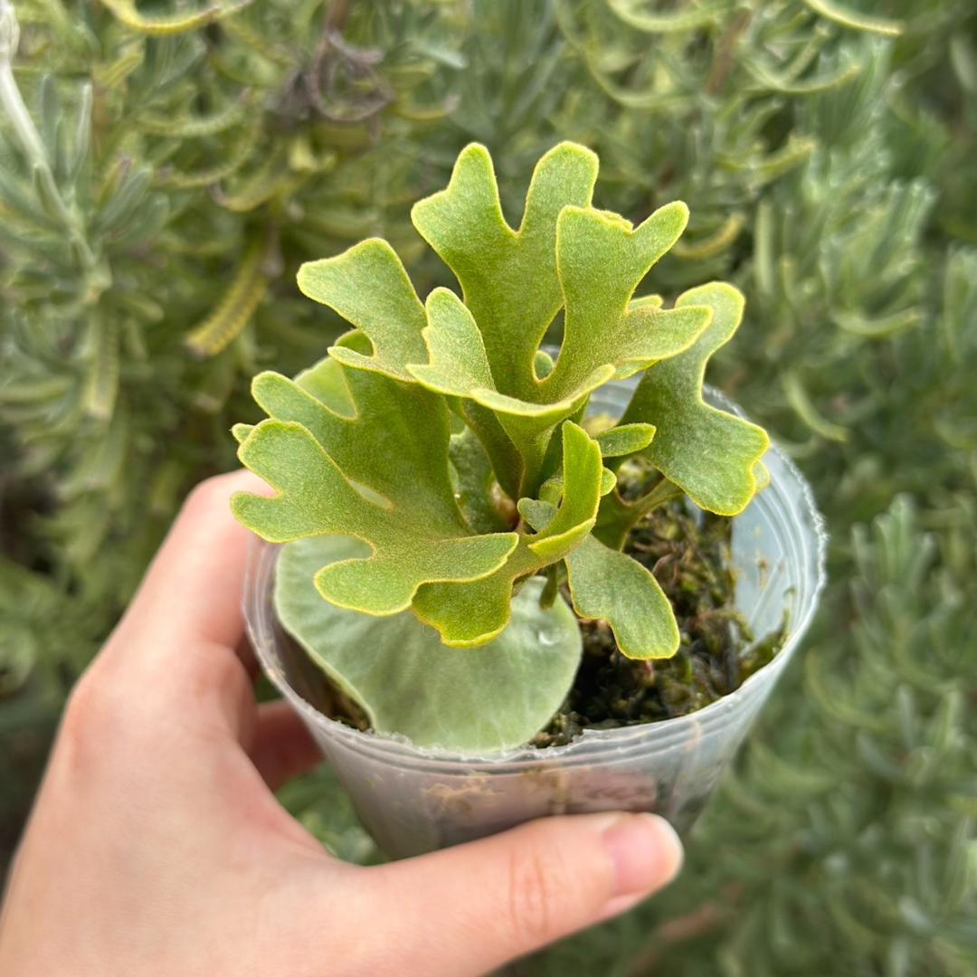 ビカクシダ P.ridleyi dwarf silver 437