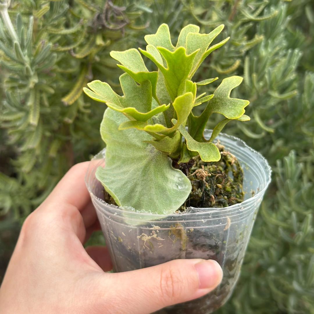 ビカクシダ P.ridleyi dwarf silver 437