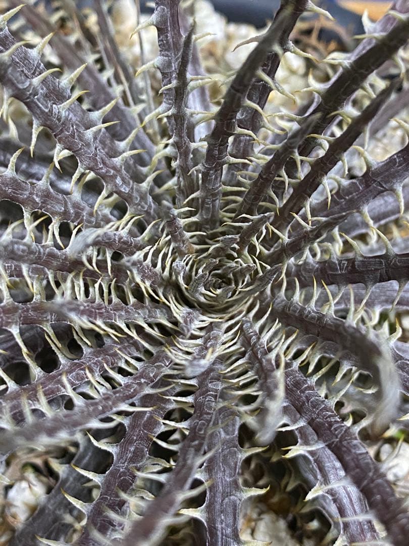 Dyckia dowsonii Bill Baker’s clone ディッキア