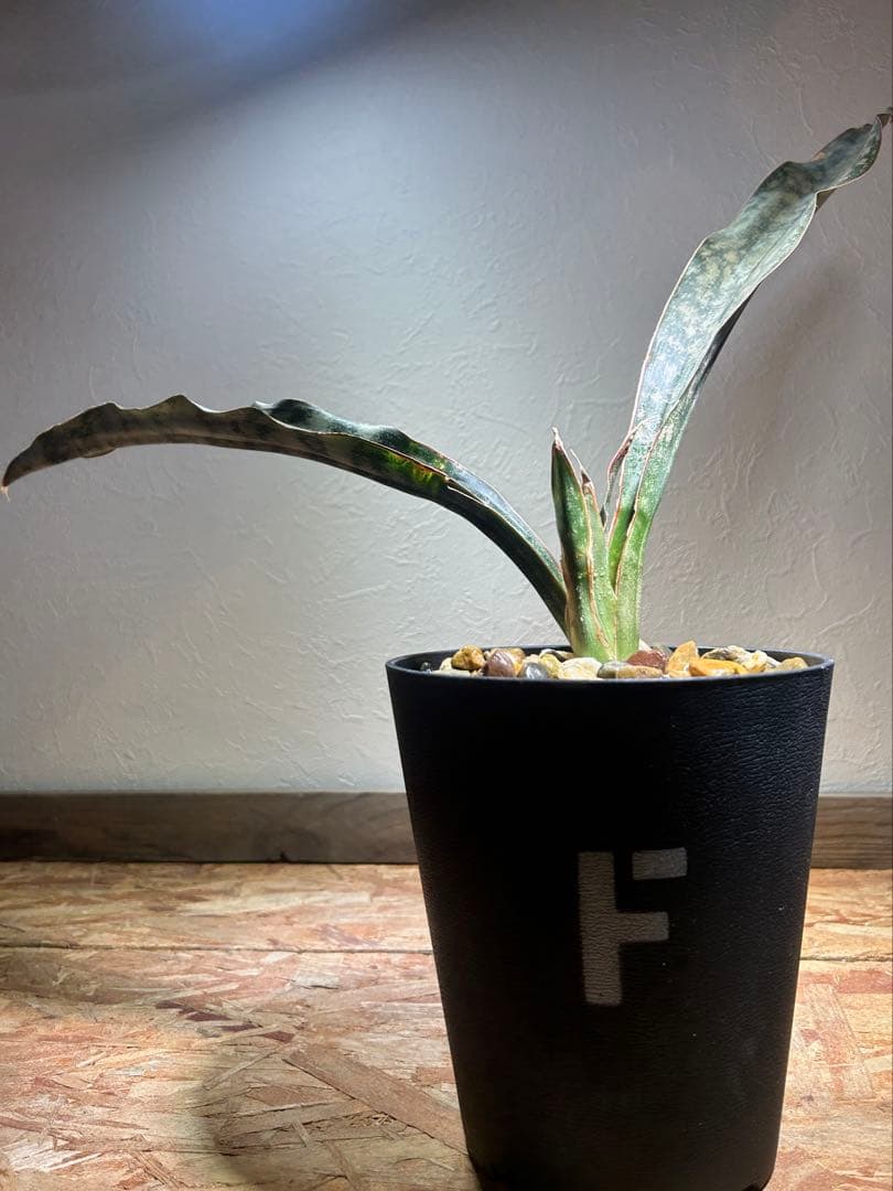 特大　Sansevieria kirkii Coppertone 鉢のまま発送