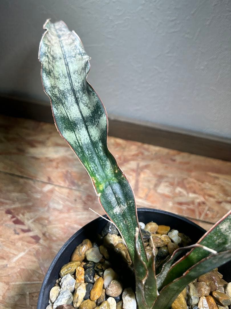 特大　Sansevieria kirkii Coppertone 鉢のまま発送