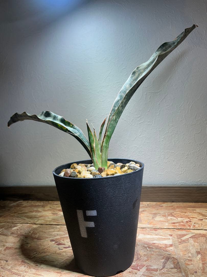 特大　Sansevieria kirkii Coppertone 鉢のまま発送