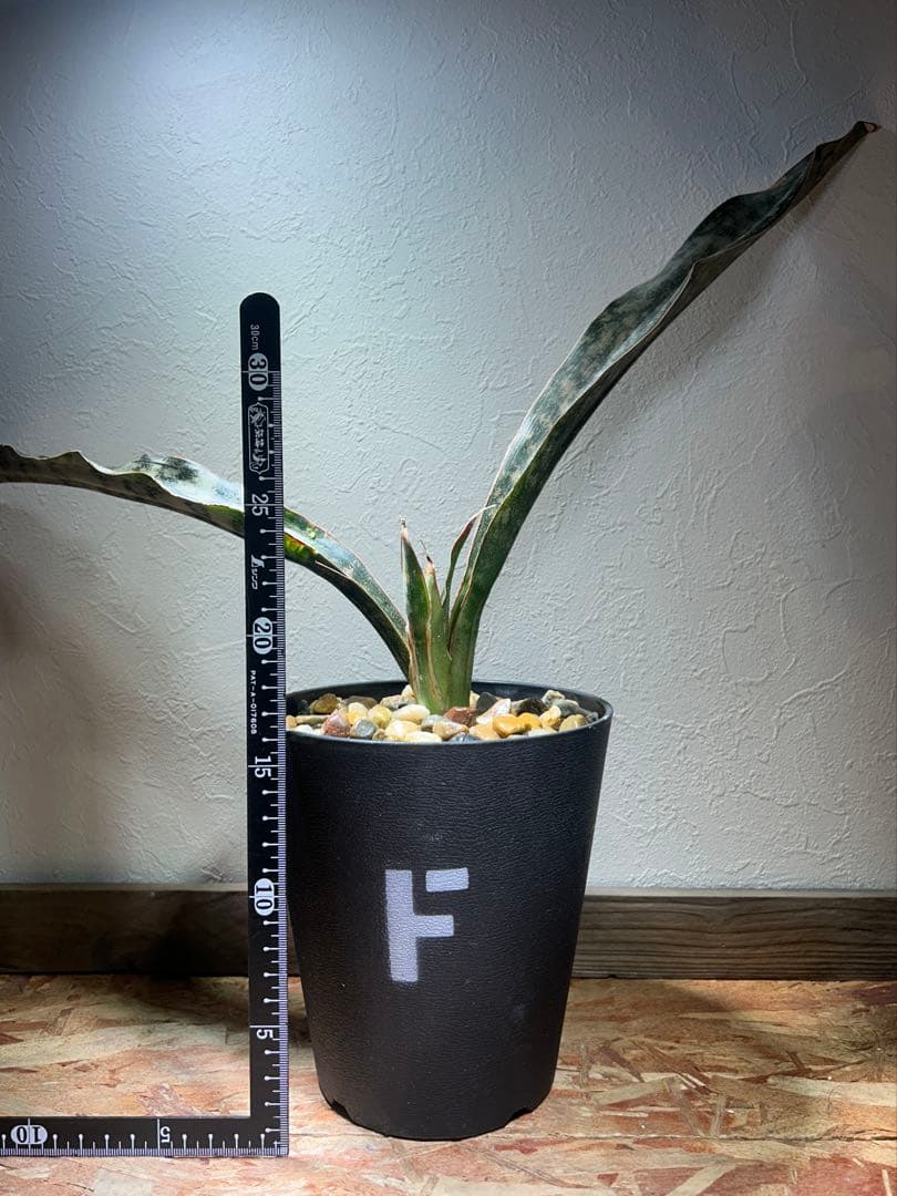 特大　Sansevieria kirkii Coppertone 鉢のまま発送