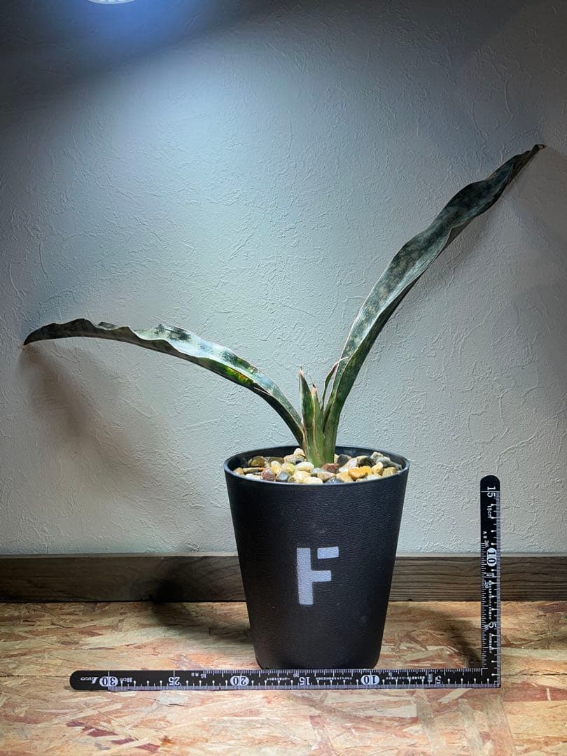 特大　Sansevieria kirkii Coppertone 鉢のまま発送