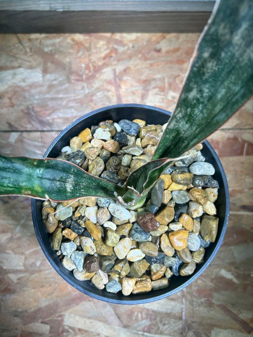 特大　Sansevieria kirkii Coppertone 鉢のまま発送