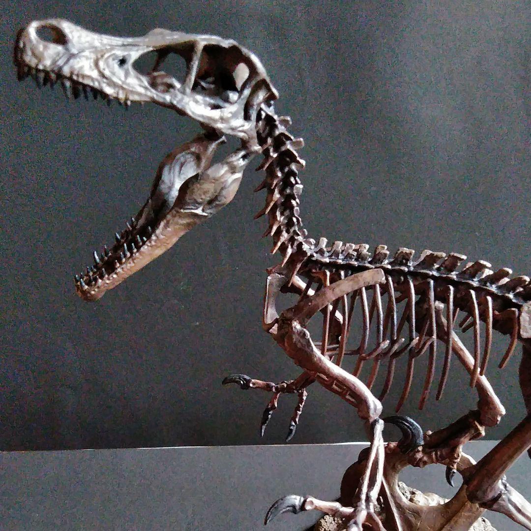 恐竜　化石　骨格　標本　獣脚類　骨格モデル